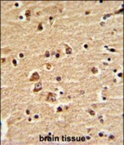 Invitrogen EN2 Polyclonal Antibody 400 &mu;L; Unconjugated:Antikroppar