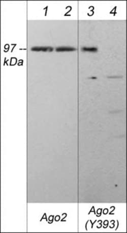 Invitrogen Phospho-AGO2 (Tyr393) Polyclonal Antibody 100 &mu;L; Unconjugated:Antibodies,