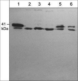 Invitrogen p41-ARCb Polyclonal Antibody 100 &mu;L; Unconjugated:Antibodies,