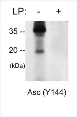 Invitrogen Phospho-PYCARD (Tyr144) Polyclonal Antibody 100 &mu;L; Unconjugated:Antibodies,