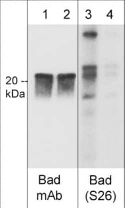 Phospho-BAD (Ser26) Polyclonal Antibody:Antibodies, Polyclonal