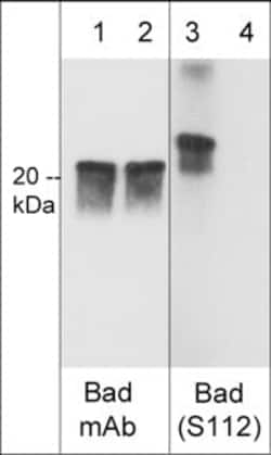 Invitrogen Phospho-Bad (Ser112) Polyclonal Antibody 200 &mu;L; Unconjugated:Antibodies,