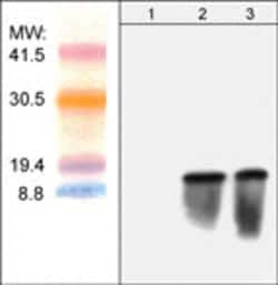 Invitrogen Blasticidin S Deaminase Polyclonal Antibody 100 &mu;L; Unconjugated:Antibodies,