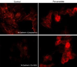 Invitrogen Phospho-N-cadherin (Tyr820) Polyclonal Antibody 100 &mu;L; Unconjugated:Antibodies,