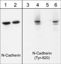 Invitrogen Phospho-N-cadherin (Tyr820) Polyclonal Antibody 100 &mu;L; Unconjugated:Antibodies,
