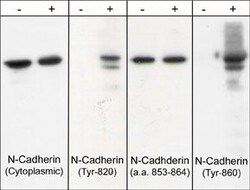 Invitrogen Phospho-N-cadherin/E-cadherin (Tyr820, Tyr835, Tyr860) Polyclonal