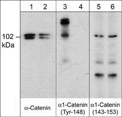 Invitrogen&trade;&nbsp;Phospho-Catenin alpha-1 (Tyr148) Polyclonal Antibody