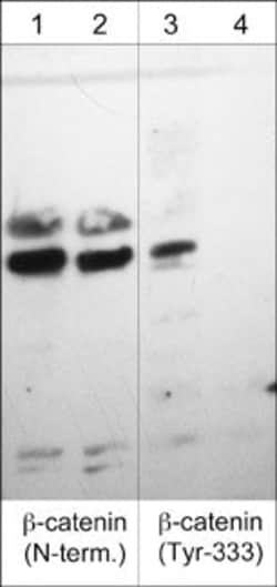 Invitrogen Phospho-beta Catenin/gamma Catenin (Tyr333, Tyr324) Polyclonal