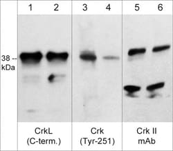 Invitrogen Phospho-Crk (Tyr251) Polyclonal Antibody 100 &mu;L; Unconjugated:Antibodies,