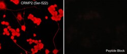 Invitrogen Phospho-CRMP2 (Ser522) Polyclonal Antibody 100 &mu;L; Unconjugated:Antibodies,