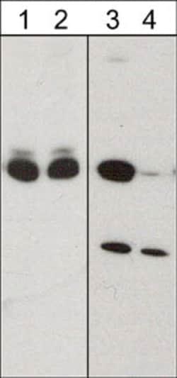 Invitrogen Phospho-CRMP2 (Ser522) Polyclonal Antibody 100 &mu;L; Unconjugated:Antibodies,