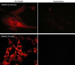 Invitrogen Phospho-CRMP2 (Thr555) Polyclonal Antibody 100 &mu;L; Unconjugated:Antibodies,
