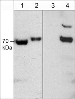 Invitrogen Phospho-CRMP2 (Thr555) Polyclonal Antibody 100 &mu;L; Unconjugated:Antibodies,
