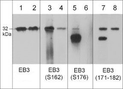 Invitrogen Phospho-MAPRE3 (Ser176) Polyclonal Antibody 100 &mu;L; Unconjugated:Antibodies,