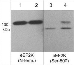 Invitrogen Phospho-EEF2K (Ser500) Polyclonal Antibody 100 &mu;L; Unconjugated:Antibodies,