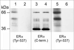 Invitrogen Phospho-Estrogen Receptor alpha (Tyr537) Polyclonal Antibody