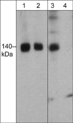 Invitrogen Phospho-FHOD1 (Thr1141) Polyclonal Antibody 100 &mu;L; Unconjugated:Antibodies,