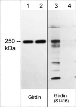 Invitrogen Phospho-Girdin (Ser1416) Polyclonal Antibody 100 &mu;L; Unconjugated:Antibodies,
