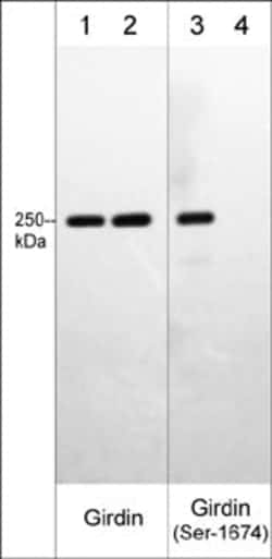 Invitrogen Phospho-Girdin (Ser1674) Polyclonal Antibody 100 &mu;L | Buy Online | Invitrogen&trade; | Fisher Scientific