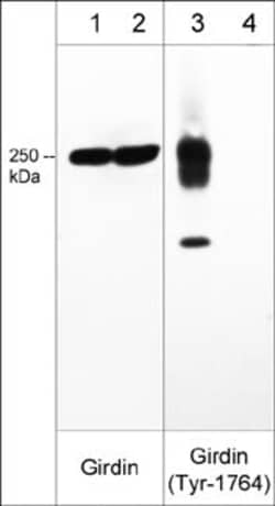 Invitrogen Phospho-Girdin (Tyr1764) Polyclonal Antibody 100 &mu;L; Unconjugated:Antibodies,
