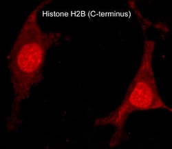 Invitrogen Histone H2B Polyclonal Antibody 100 &mu;L; Unconjugated:Antibodies,