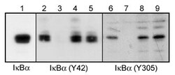 Invitrogen Phospho-IKB alpha (Tyr42) Polyclonal Antibody 100 &mu;L; Unconjugated:Antibodies,