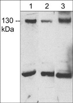 Invitrogen JMY Polyclonal Antibody 100 &mu;L; Unconjugated:Antibodies,