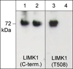 Invitrogen Phospho-LIMK1/LIMK2 (Thr508, Thr505) Polyclonal Antibody 100