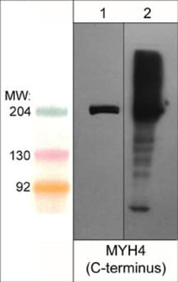 Invitrogen Myosin 4 Polyclonal Antibody 100 &mu;L; Unconjugated:Antibodies,