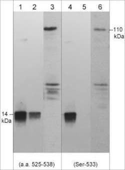 Invitrogen Phospho-NLRC4 (Ser533) Polyclonal Antibody 100 &mu;L; Unconjugated:Antibodies,