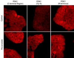 Invitrogen Phospho-PDPK1 (Tyr9) Polyclonal Antibody 100 &mu;L; Unconjugated:Antibodies,