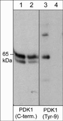 Invitrogen Phospho-PDPK1 (Tyr9) Polyclonal Antibody 100 &mu;L; Unconjugated:Antibodies,