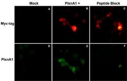 Plexin-A1 Polyclonal Antibody, Invitrogen 100 &mu;L; Unconjugated:Antibodies,