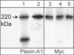 Plexin-A1 Polyclonal Antibody, Invitrogen 100 &mu;L; Unconjugated:Antibodies,
