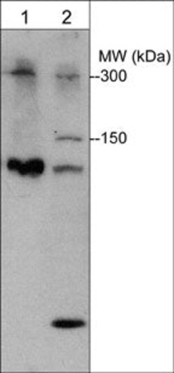 Invitrogen PLXNB1 Polyclonal Antibody 100 &mu;L; Unconjugated:Antibodies,