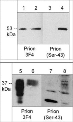 Invitrogen Phospho-PrP (Ser43) Polyclonal Antibody 100 &mu;L; Unconjugated:Antibodies,