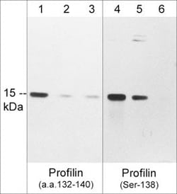Invitrogen Phospho-Profilin 1 (Ser138) Polyclonal Antibody 100 &mu;L; Unconjugated:Antibodies,