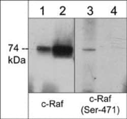 Invitrogen Phospho-A-Raf/B-Raf/C-Raf (Ser471, Ser579, Ser432) Polyclonal
