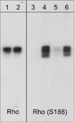 Invitrogen Phospho-RHOA (Ser188) Polyclonal Antibody 100 &mu;L; Unconjugated:Antibodies,