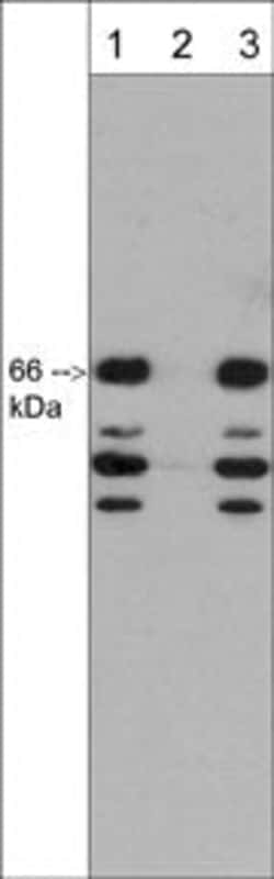 Invitrogen C9orf126 Polyclonal Antibody 100 &mu;L; Unconjugated:Antibodies,