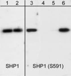 Invitrogen Phospho-SHP-1 (Ser591) Polyclonal Antibody 100 &mu;L; Unconjugated:Antibodies,