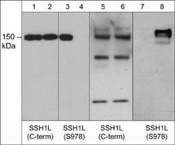 Invitrogen SSH1 Polyclonal Antibody 100 &mu;L; Unconjugated:Antibodies,