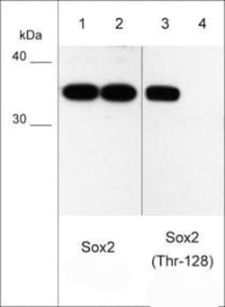Invitrogen Phospho-SOX2 (Thr128) Polyclonal Antibody 100 &mu;L; Unconjugated:Antibodies,