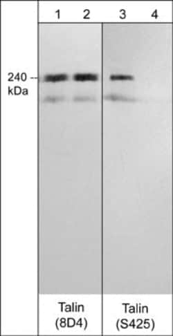 Invitrogen Phospho-Talin (Ser425) Polyclonal Antibody 100 &mu;L; Unconjugated:Antibodies,