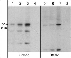 Invitrogen Themis Polyclonal Antibody 100 &mu;L; Unconjugated:Antibodies,