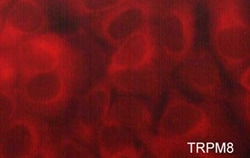 Invitrogen TRPM8 Polyclonal Antibody 100 &mu;L; Unconjugated:Antibodies,