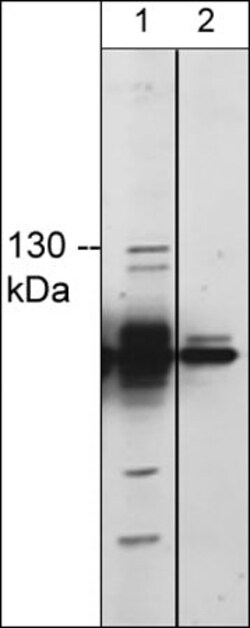 Invitrogen TRPM8 Polyclonal Antibody 100 &mu;L; Unconjugated:Antibodies,