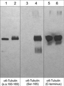 Invitrogen&trade;&nbsp;TUBA1C Polyclonal Antibody