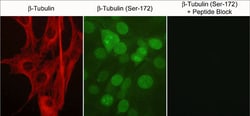 Invitrogen&trade;&nbsp;Phospho-beta Tubulin (Ser172) Polyclonal Antibody