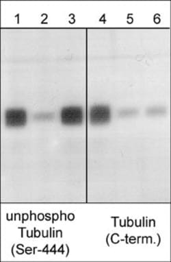 Invitrogen Beta III Tubulin Polyclonal Antibody 100 &mu;L; Unconjugated:Antibodies,
